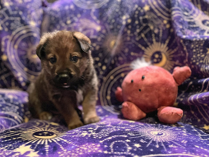 chinook puppy